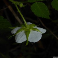 Rubus rosifolius Sm.